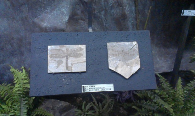 沼泽蜻蜓化石