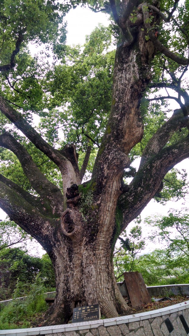 岛上300年树龄的古樟树