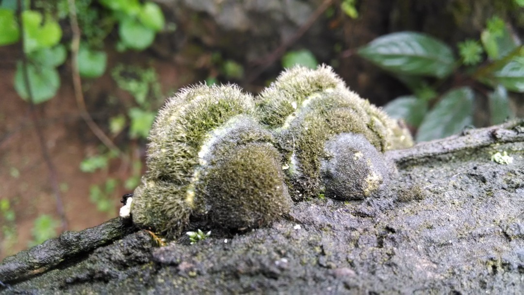 猴头菌·猴头菇