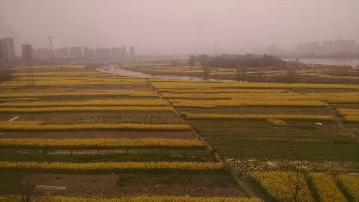火车·上海-遂宁·路边的油菜花