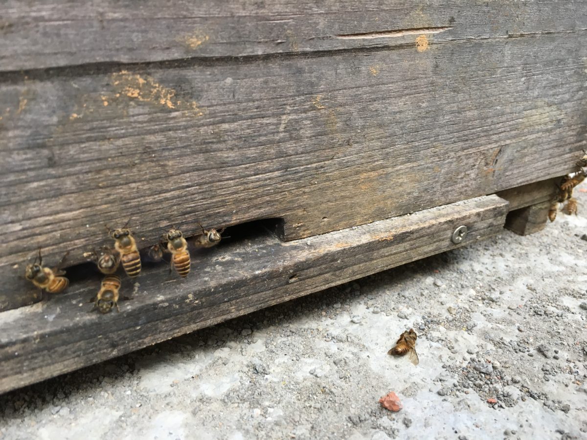农家乐院子里的蜂巢