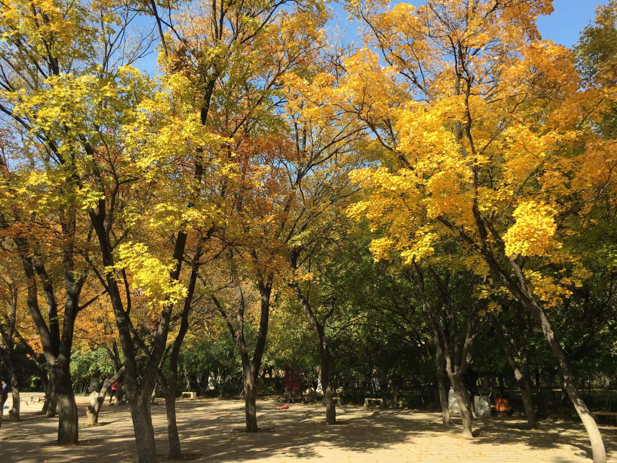 山东·潍坊·公园·秋天·枫叶