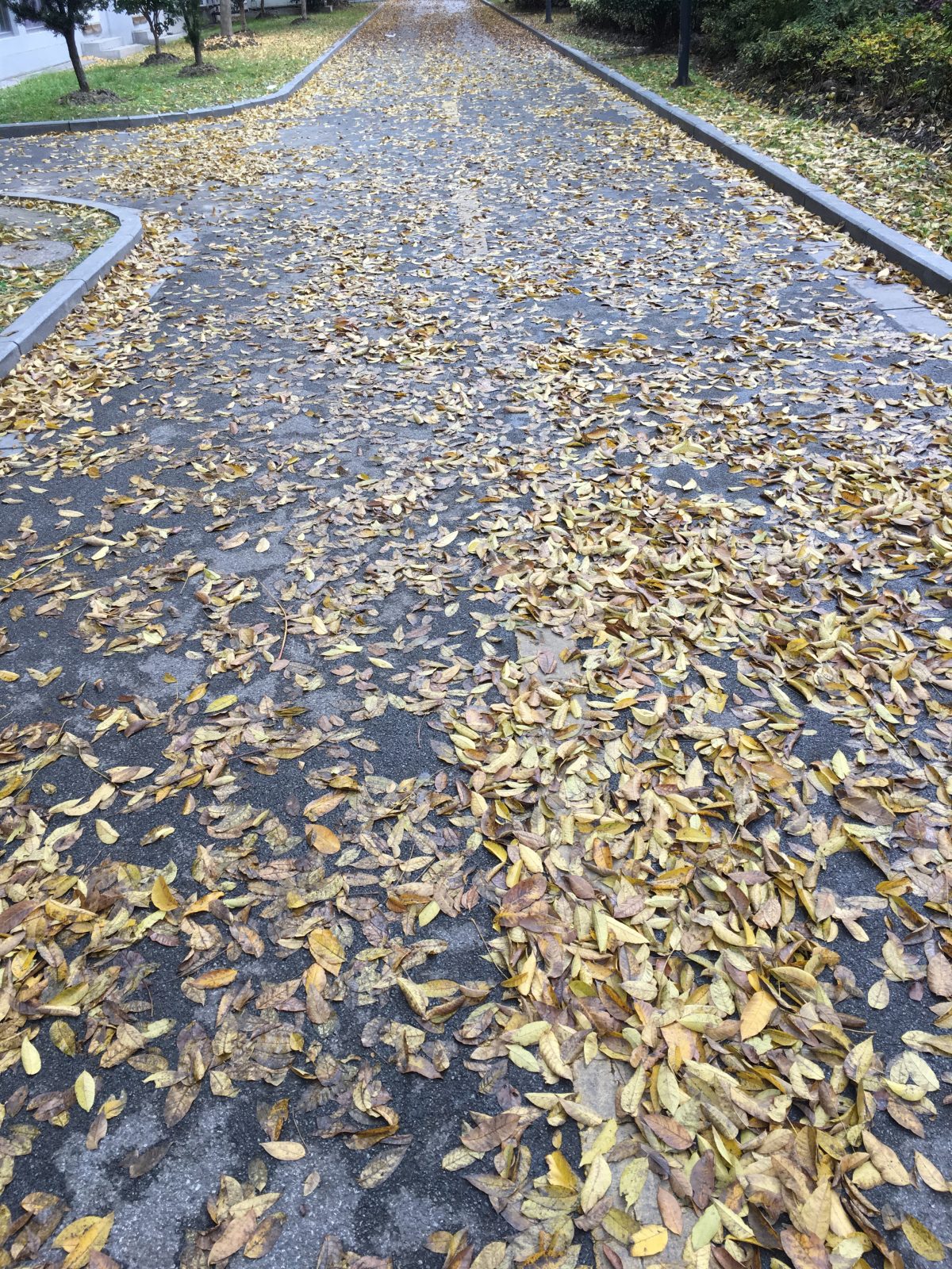 秋天·满是落叶的路