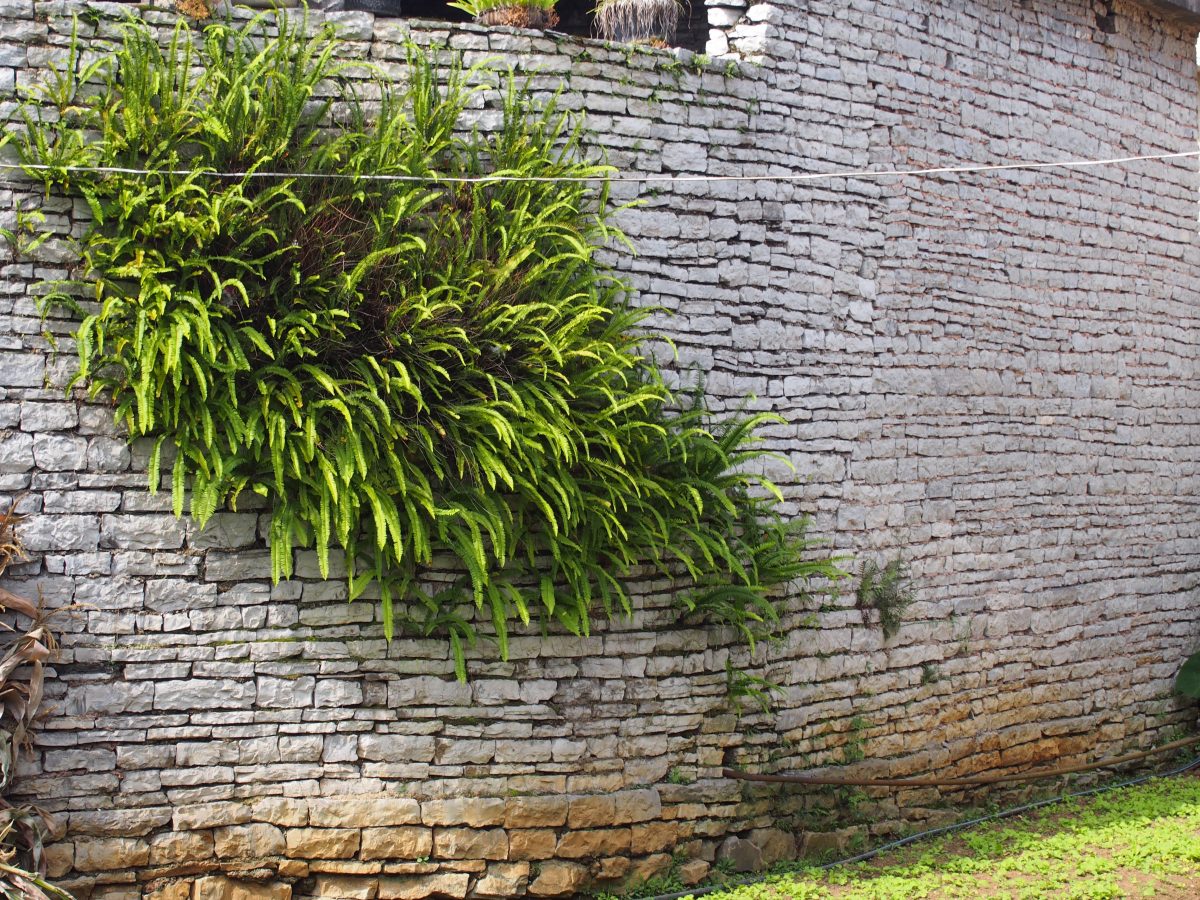 贵州·安顺·镇宁·城关镇墙壁上长着蕨类植物的石头屋