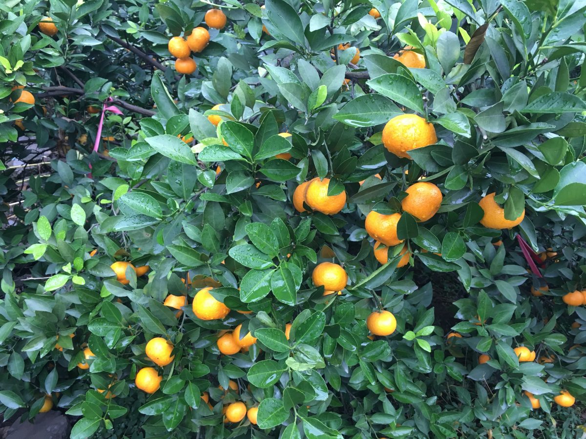 浙江·台州·黄岩蜜橘