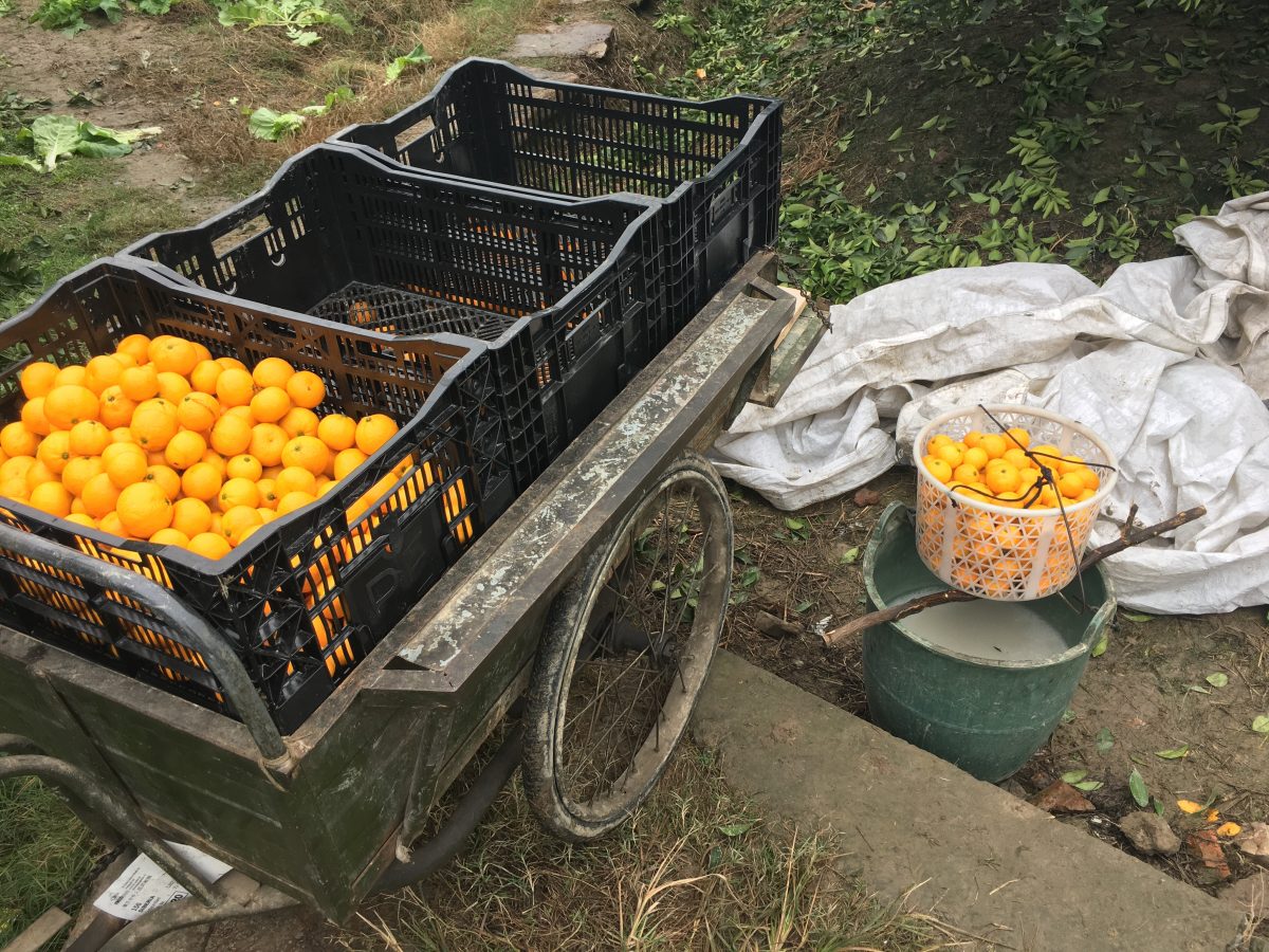 浙江·台州·黄岩蜜橘
