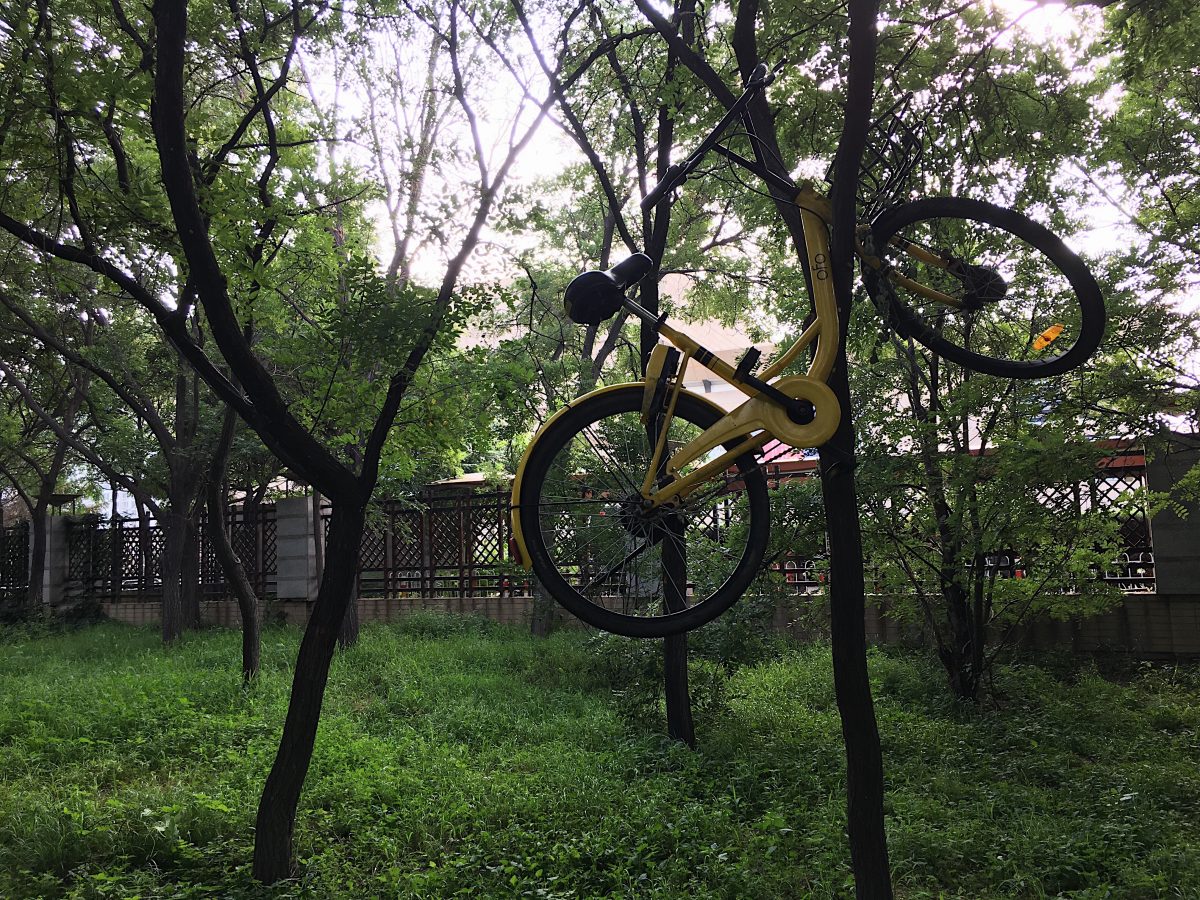 树上的 OfO 小黄车 自行车