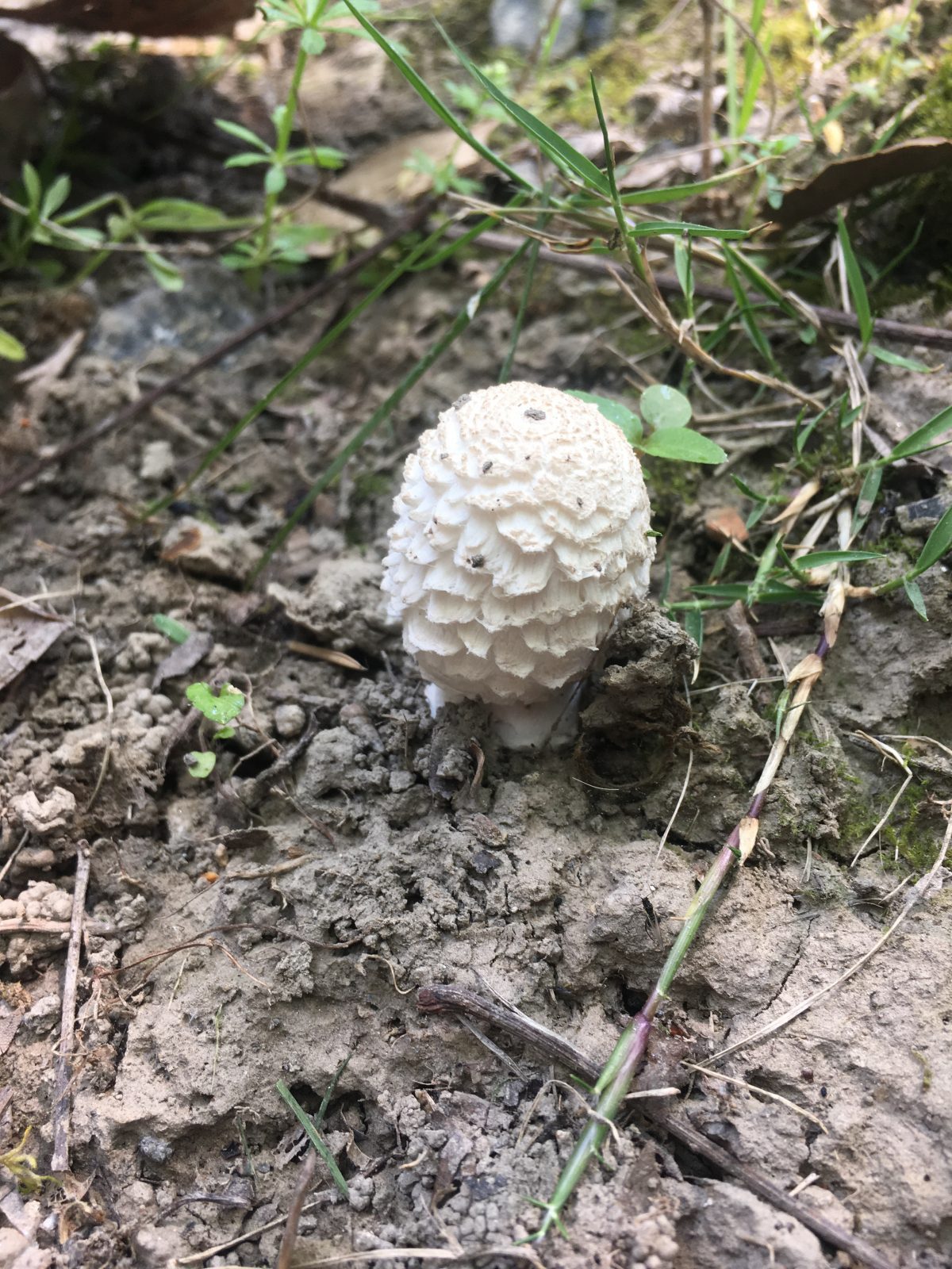 春季·上海·蘑菇·鸡腿菇·毛头鬼伞