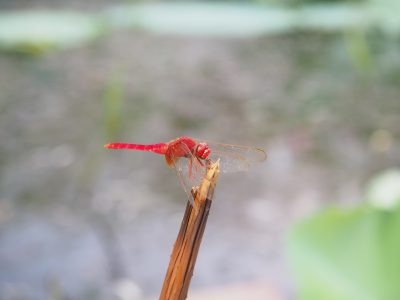 初秋·藕塘·红蜻蜓