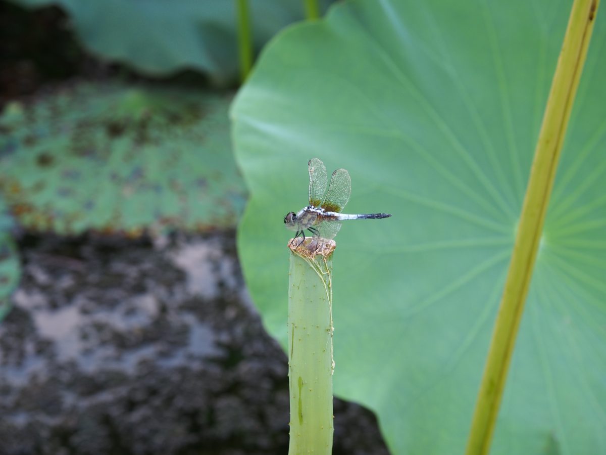 初秋·藕塘·蜻蜓