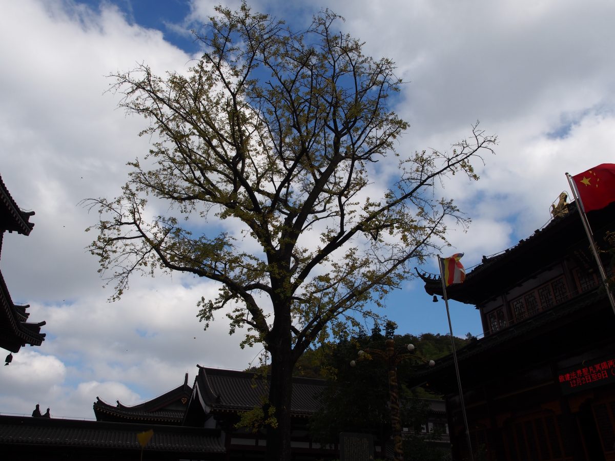 宜兴南岳禅寺·古银杏树