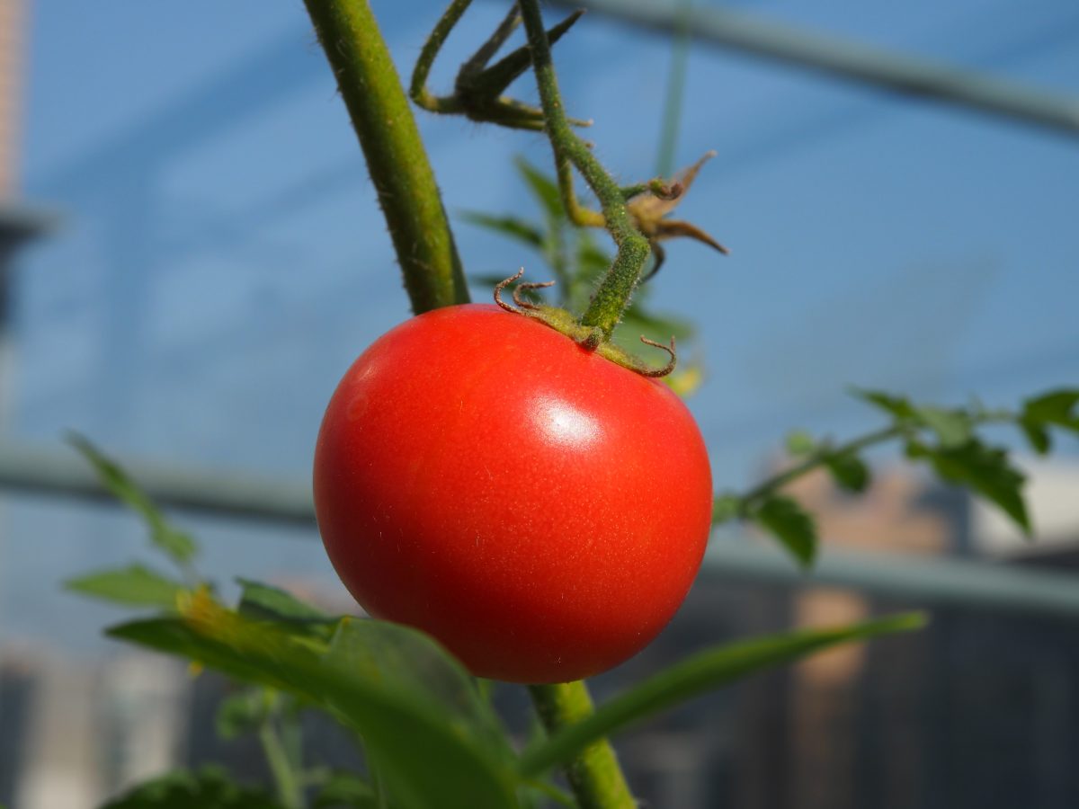 西红柿·成熟的红番茄