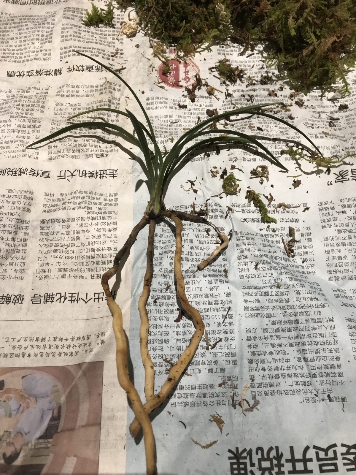 植物·兰花·浙江春兰