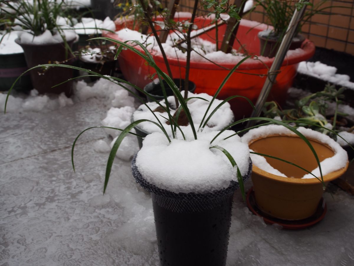 冬季·植物·大雪·兰花