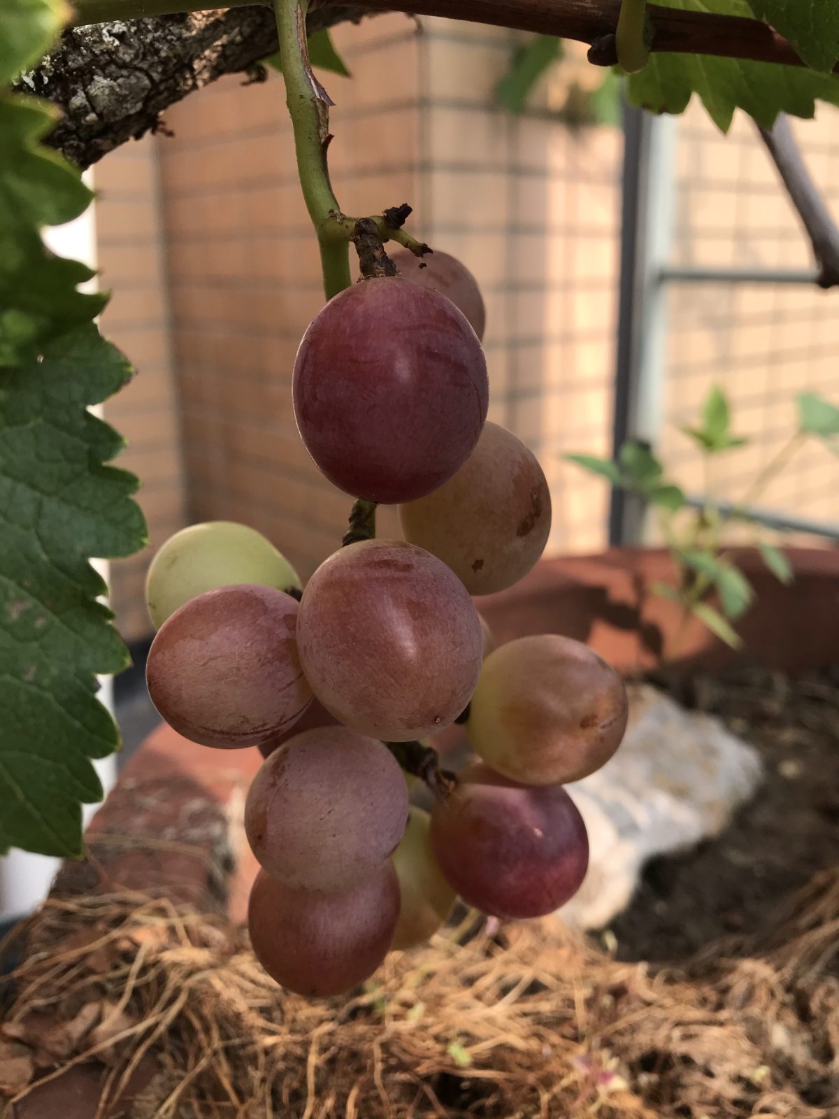 夏季·水果·葡萄·种植