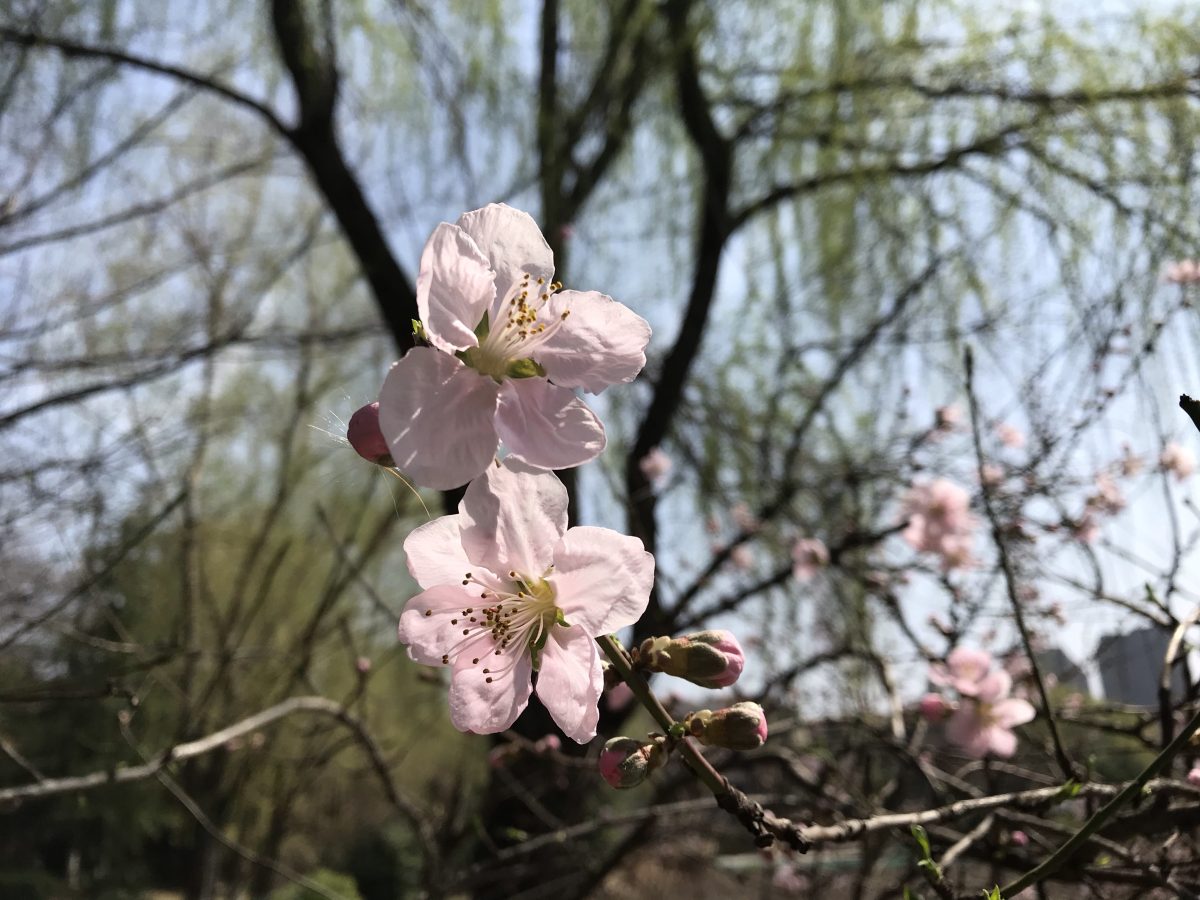 春天·阳光·桃花