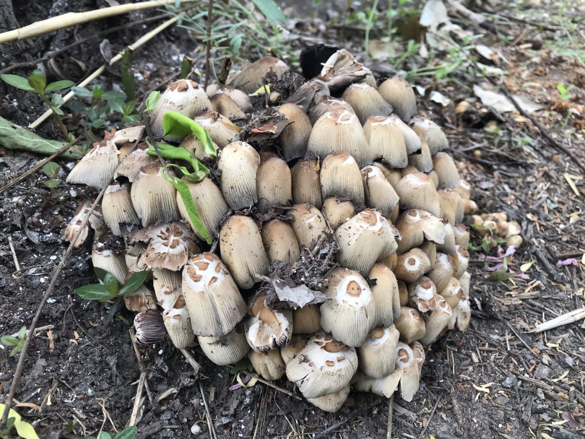 春季·蘑菇