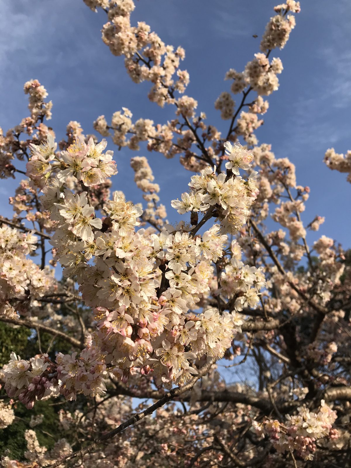 春天来了·樱桃花